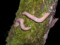 Limax millipunctatus sensu Forcar